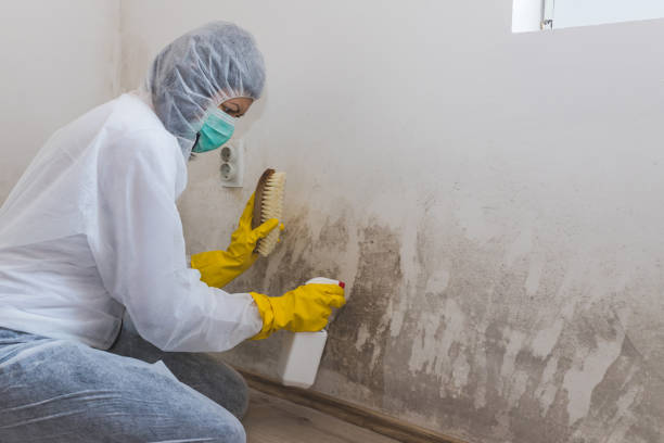 Best Asbestos and Lead Testing During Mold Inspection  in Allegan, MI