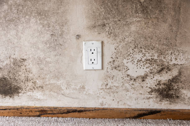 Trusted Allegan, MI Mold Removal Experts